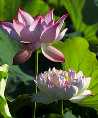 ����׽Ӱ����ɽǰ�ɻ�