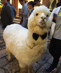 ��ص�ϱ���޵�����������ѻ���Ǩ������Ҫʲô�����أ�