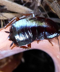 �о���Ա�ƻ��Ƴ�����ʳƷ������̡�,��Һ���?