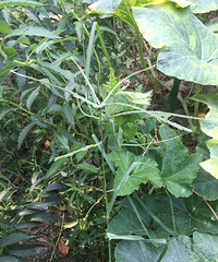 ��С�����ʶ����