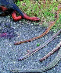 4���۾��߰�ҹǱ����У��ű�Ȯ��һ����������