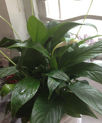 �����ǰ��ҿ�������ʲô��