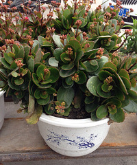 �����ֵ�