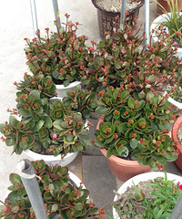 �����ֵ�