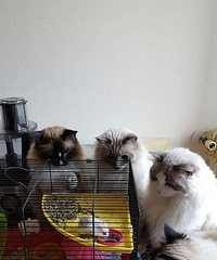 ���Ѽ�������ֻè��һֻ����