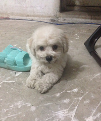 �ȳ�ɳ��ǣ�