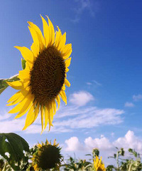 ���յĿ�������