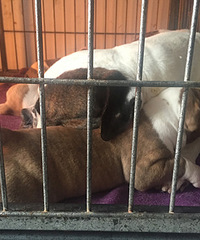 ������������һ����Ƥ��С��ţ~