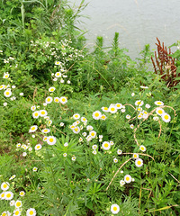 [ī����]�����ī���ղ�