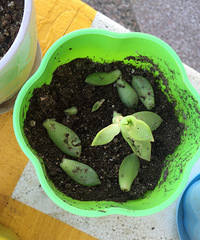 ��ֻ��˵�⹷�ü������ҵĶ���ҧ����������