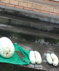 �������䶬����