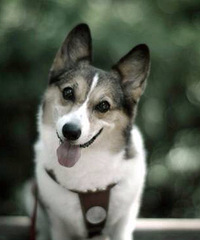 �������ӻ���Ů�ѳ��죬ɱ��һֻ�������ȴ���й���ɱ�ˡ���