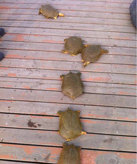 ���ȣ����㶼�ϰ�