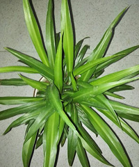 �����賤�ò���