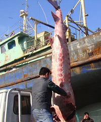 ̨��������600�����Ұ���л��࣡