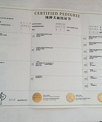 ��Ѫͳ��˫Ѫͳ ��ɶ��˼~~����������