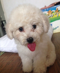 ���ҿɰ����ɰ�