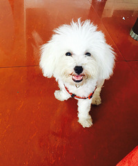 �˵������ҵ��һ�����̰ɶ�һֻ������С��