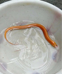 ����ɫ�Ļ���