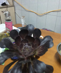 �ҼҵĶ��ⱦ��������