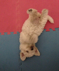 #����#С�׶�