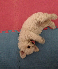 #����#С�׶�