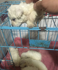 �Լ�������С����С̩��