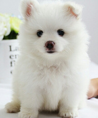 ��ֻ˧С����û