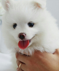 ��ֻ˧С����û