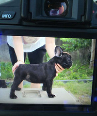 ˫Ѫͳ���߷�ţ