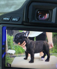 ˫Ѫͳ���߷�ţ