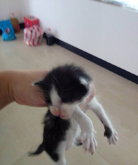 ����Сè����������������