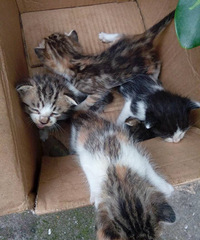 ����Сè����������������