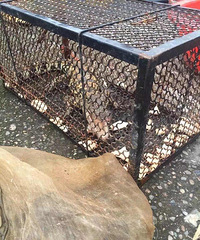 ��̶ˮ�Ⲷ�㲶������