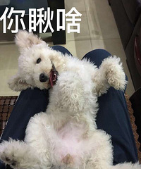 #����#+���ɶ