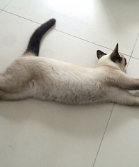 #����#��������