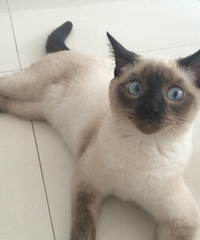 #����#��������