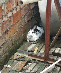 ��ֻС���õ�����