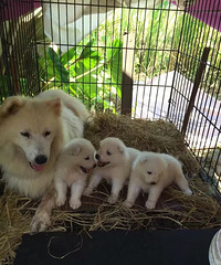 ����΢Ц��ʹ��ĦҮ888һ��