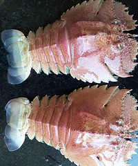 �������Ϻ�⻹ͦ������ ����Ϻ��ζ��