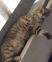 ����didi����ճ������