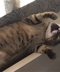 ����didi����ճ������