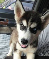 ���ҼҶ���ү������ô��Ŀ���