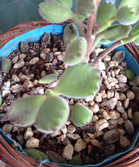 �Ҽ���ͯ�ӿ�Ҫ���ˣ�������ô�ȵ��������