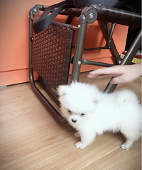 �ҼҲ���Ȯ�����²�������ʲô���ӵĹ�����