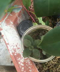 С��������