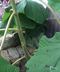 ����ʲô���أ�