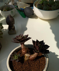 �ȹ�����Ķ�����