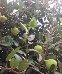 ԭ��ʯ������������