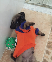 �Ҽҹ����������˾������о��ǳ�θ��������